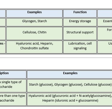 types_polysaccharides