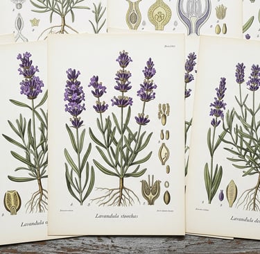 vintage botanical lavendar drawings