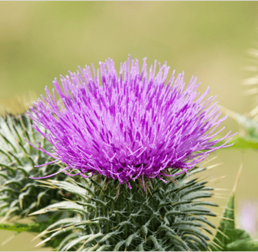 fiore di Bardana in primo piano