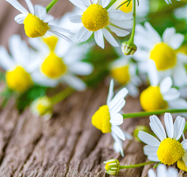 Fiori di margherite sopra un tavolo di legno
