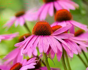 fiore di Echinacea in primo piano