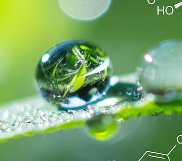 goccia d'acqua su una foglia