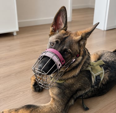 Schäferhund mit individuell angepassten Maulkorb
