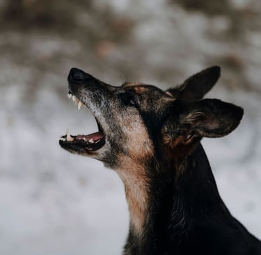 Hund zeigt Zähne