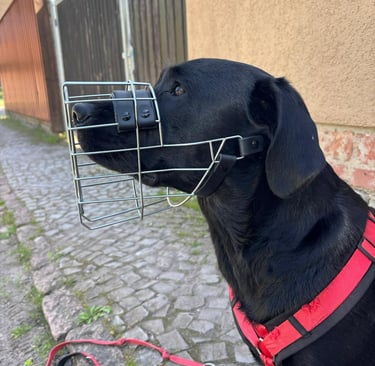 Labrador mit Maulkorb