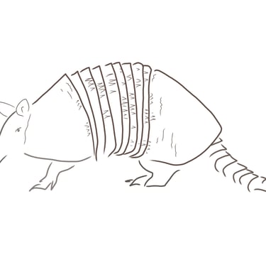 Illustration of armadillo by Olivia Haughton