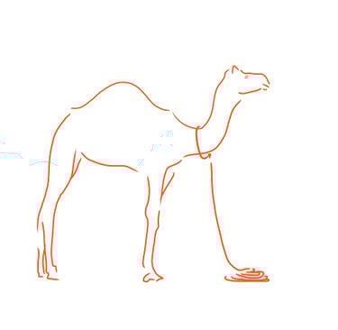 illustration of camel by Olivia Haughton
