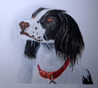 watercolor painting of English Springer Spaniel wearing a red collar