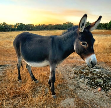 Gros plan sur un âne miniature