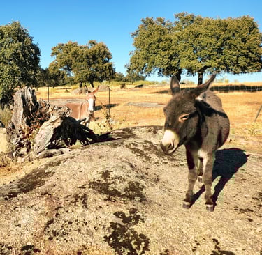 Âne miniature sur un rocher