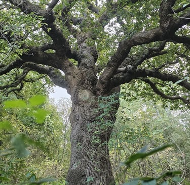 showing a large ancient tree within a woodland