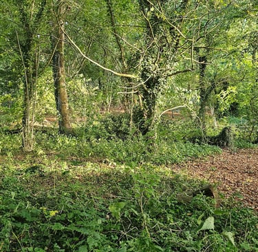 showing a woodland scene in summer