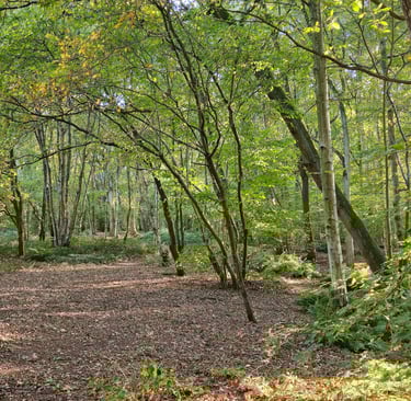 Showing a woodland scene in summer with open understory