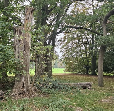 showing a large decaying tree in an open area