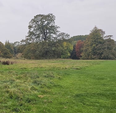 showing a green open area with mature trees in the background