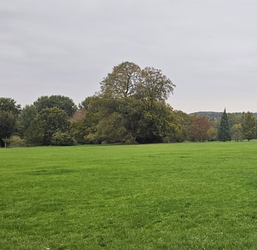 showing an open green area with trees in the background sloaping to the left
