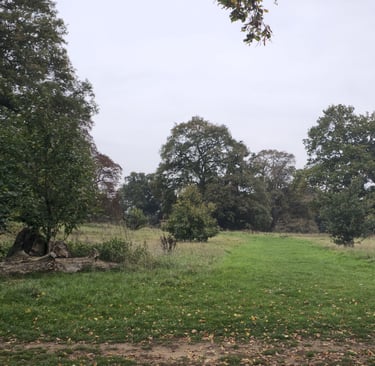 Open green field with mature trees and a dead log