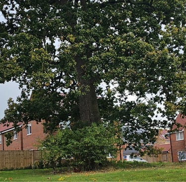 large oak tree within a new development