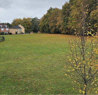 a tree in a grassy field with a tree in the background