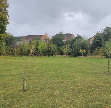 showing an open green space with trees in the background
