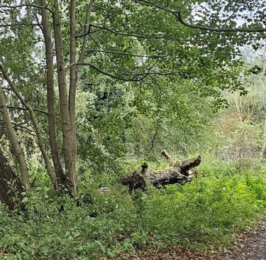 showing a fallen treee next to a footpath