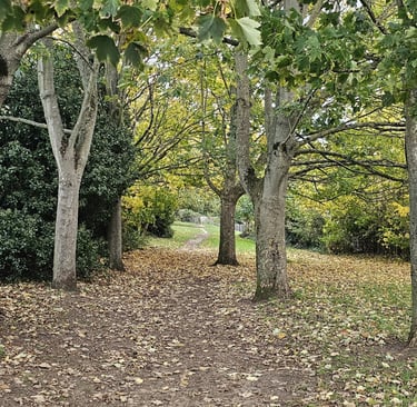 showing a desire line running through mature trees