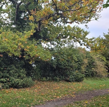 showing a large oak tree next to a desire line
