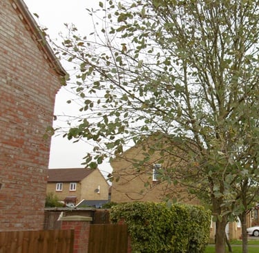 Tree growing next to a house.