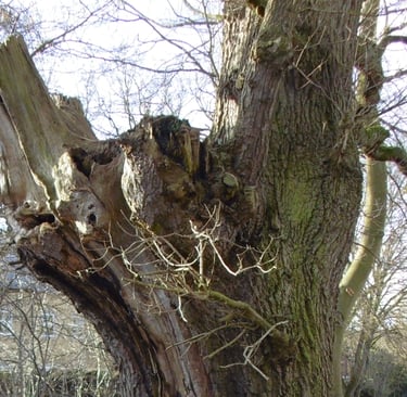 showing a large veteran oak tree