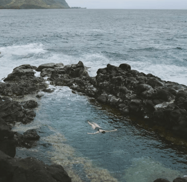 a person swimming in a body of water