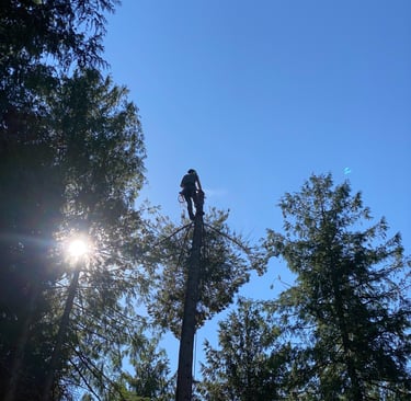 Revelstoke Arborist