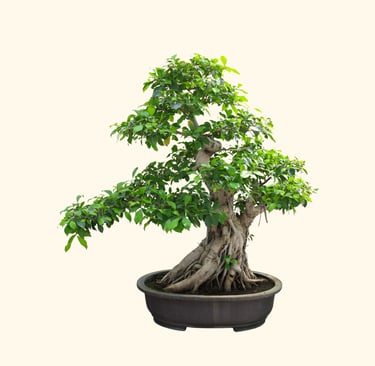 uma árvore bonsai em um vaso