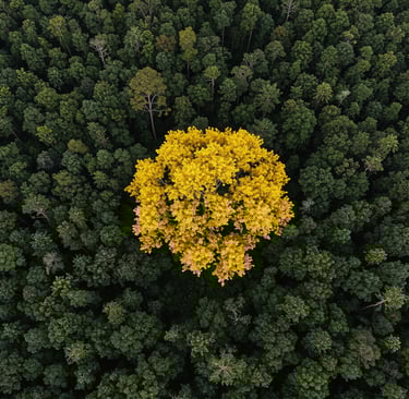 Ipê amarelo florescendo em destaque em uma floresta verde, uma Estratégia de Narrativa de Marca