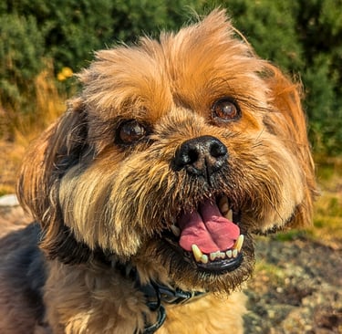 Freddie enjoying a sunny walk in Edinburgh
