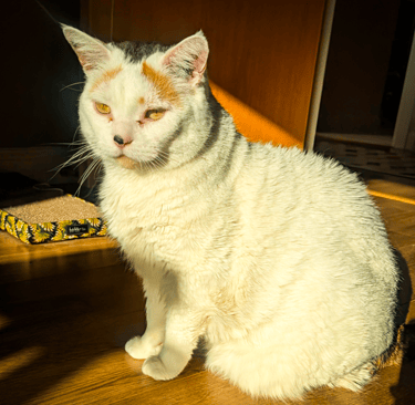 Trix, a lovely white cat, relaxing in the sun during a pet sitting visit in Edinburgh