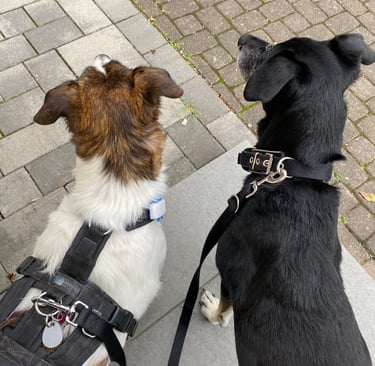 2 Hunde beim Gassi-Service in Düren