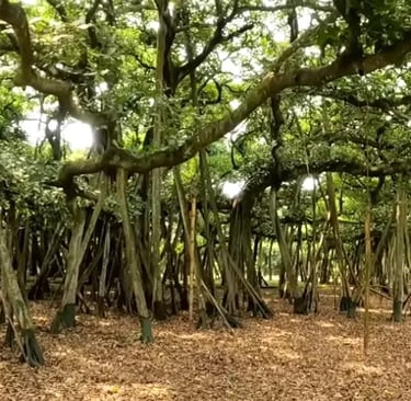 Botanical Garden, Kolkata