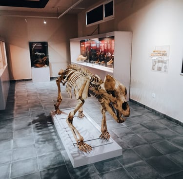 Cave bear remains exposed in the Geological Museum of Quiroga. CC BY-NC-ND 4.0 Moncunill-Solé