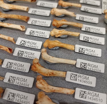 P. apricenicus housed a the Naturalis, with labels. CC BY-NC-ND 4.0 DEED. B. Moncunill-Solé.