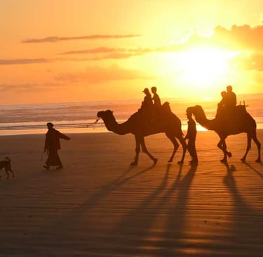 dromadaire agadir