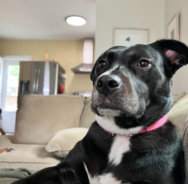 Dog looking relaxed OK while chilling on a humans leg