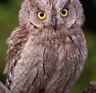 a small owl owl owl owl owl owl owl owl owl owl owl owl owl owl