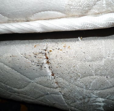 an early sign of bed bugs is blood stains on a mattress 