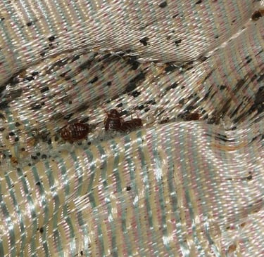 bed bugs on a hotel mattress