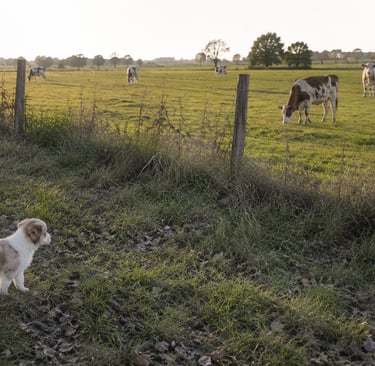 Anouk et les vaches