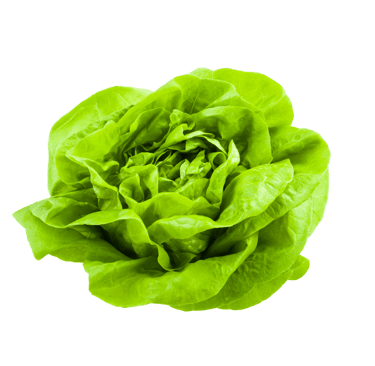 Lettuce