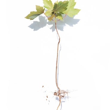 a plant with a tree growing out of it