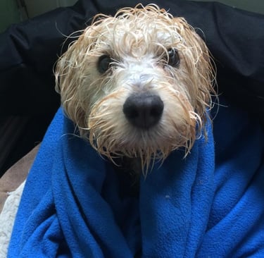 A wet dog in a blanket that is looked after by Happy Tails MK