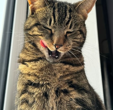 A cat that is looked after by Happy Tails MK