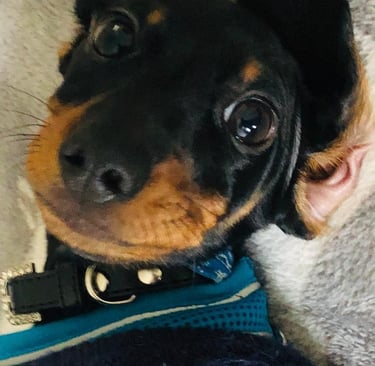 A small black dog that is looked after by Happy Tails MK